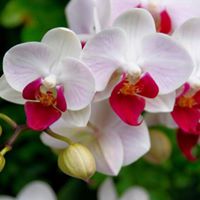 Segredos das Orquídeas