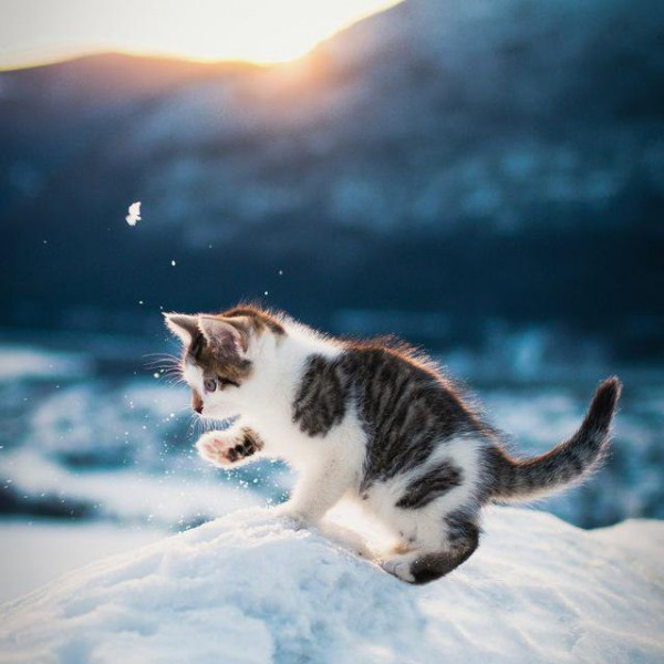 [🤖] FONDOS DE PANTALLA 🖼