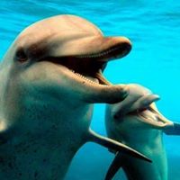 الهجرة الكندية