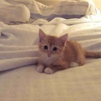 All About Cats And Kittens, Health, Funny And Cute Videos