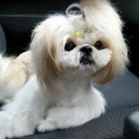 Miko - The Ponytail Shih Tzu