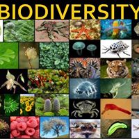 Unofficial: Biodiversity
