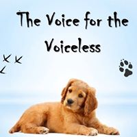 The Voice for the Voiceless