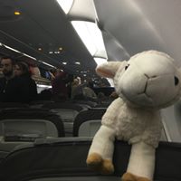 Sjep the sheep travels the World