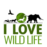 I Love Wild Life