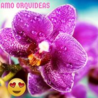 Como cuidar de Orquídeas