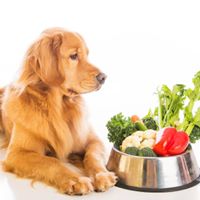 Futter Pro - Tierärztliche Empfehlungen für Hundeliebhaber