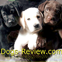 Dogs-Review