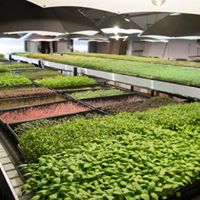 Microgreens and Sprouting Seeds