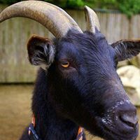 Black Goat of Qohor